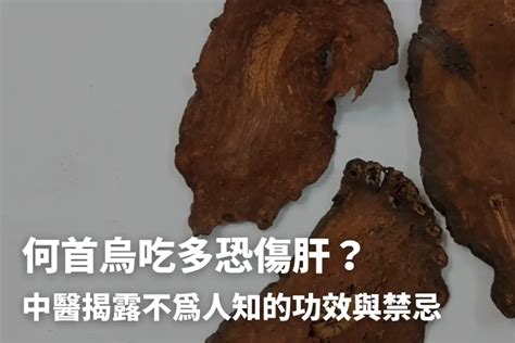 何首烏|何首烏秋冬進補怎麼吃？醫列功效禁忌＋何首烏藥膳做。